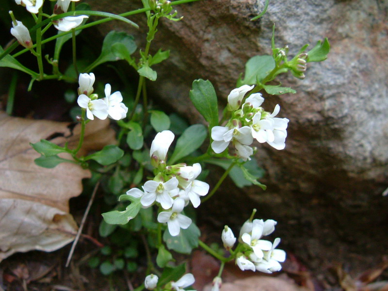 Sorgenti del Secchia - Cardamine resedifolia